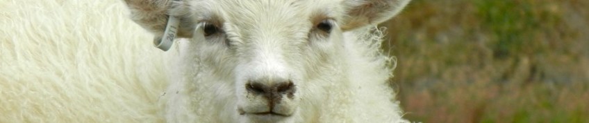 Somewhere in Iceland