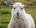 Shetland sheep