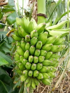 Bananas