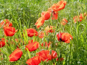 Poppies