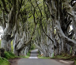 Dark Hedges