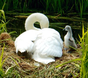 Mount Stewart Gardens
