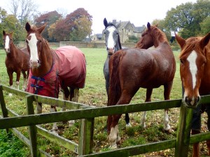 Horses, Cotswolds