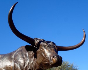Longhorn