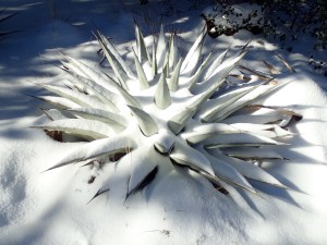 Yucca