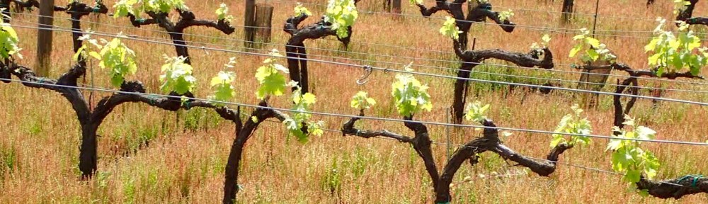 Benanti Winery, Mount Etna