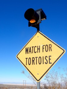 Mojave National Preserve CA