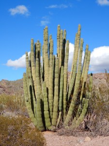 Organ Pipe Cactus National Monument AZ
