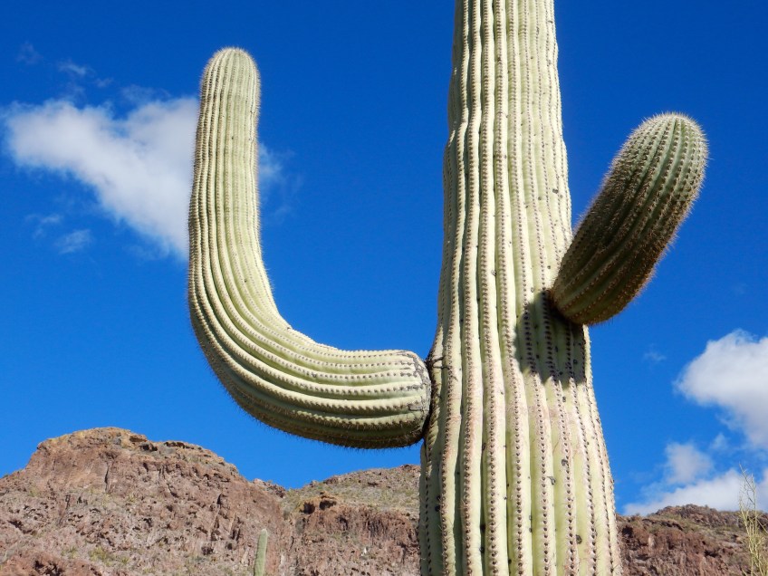 Organ Pipe Cactus National Monument A