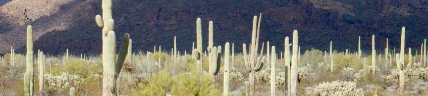 Organ Pipe Cactus National Monument AZ