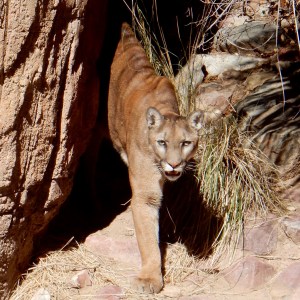 Mountain lion, Arizona-Sonora Desert Museum, Tucson