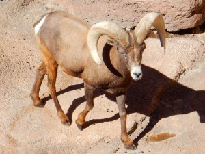 Desert bighorn, Desert Museum AZ
