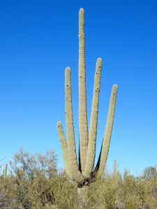 Saguaro National Park AZ