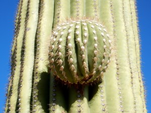 Saguaro National Park AZ