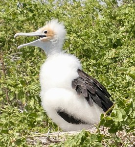 Juvenile frigatebrid, Galápagos