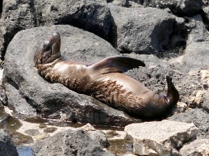 Sea lion, Galápagos