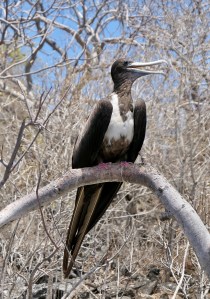 Frigatebird, Galápagos