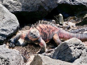 Marine iguana, Galápagos