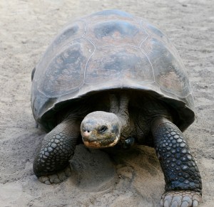 Giant Tortoise, Galápagos