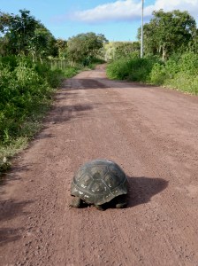 Giant Tortoise, Galápagos