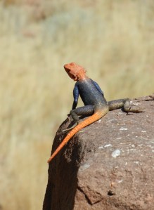 Namib Rock Agama, Namibia