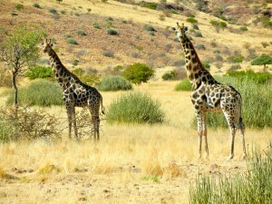 Giraffes, Namibia