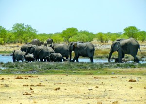 Etosha National Park, Namibia
