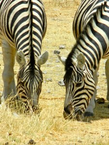Zebras, Etosha