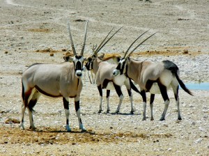 Oryx, Etosha National Park, Namibia