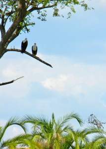 Fish eagles, Okavango Delta, Botswana