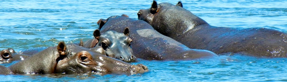 Hippos, Kavango River, Namibia