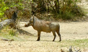 Warthog, Mahango Game Reserve, Namibia