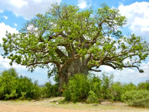 Baobab tree, Mahango Game Reserve, Namibia