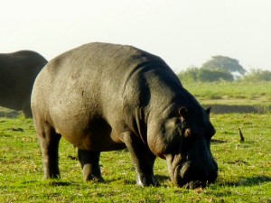 Chobe National Park, Botswana