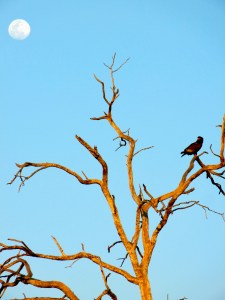 Bwabwata National Park, Namibia