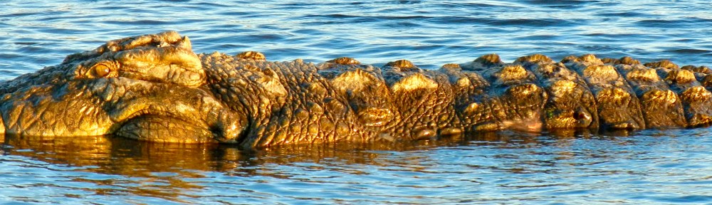 Crocodile, Chobe National Park, Botswana