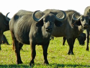 Cape buffalo, Chobe National Park, Botswana