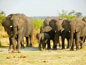 Bwabwata National Park, Namibia