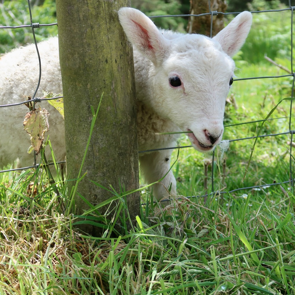 Lamb, Kerry Way IE, May 2022