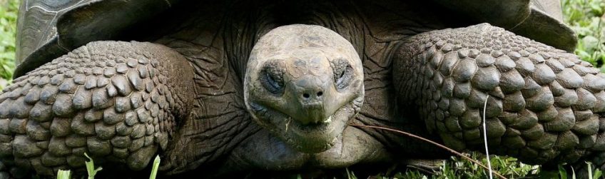 Giant Tortoise, Galápagos
