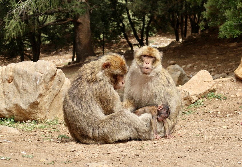 Barbary Macaques MA