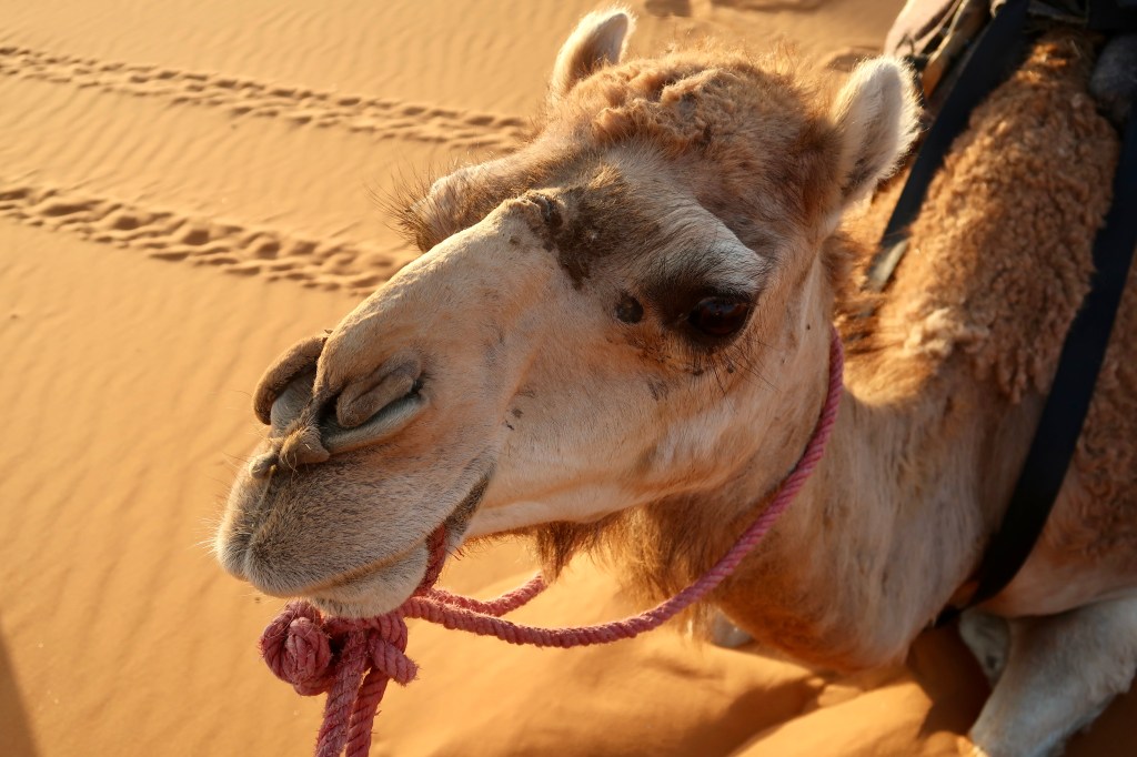 Camel, Erg Chebbi MA