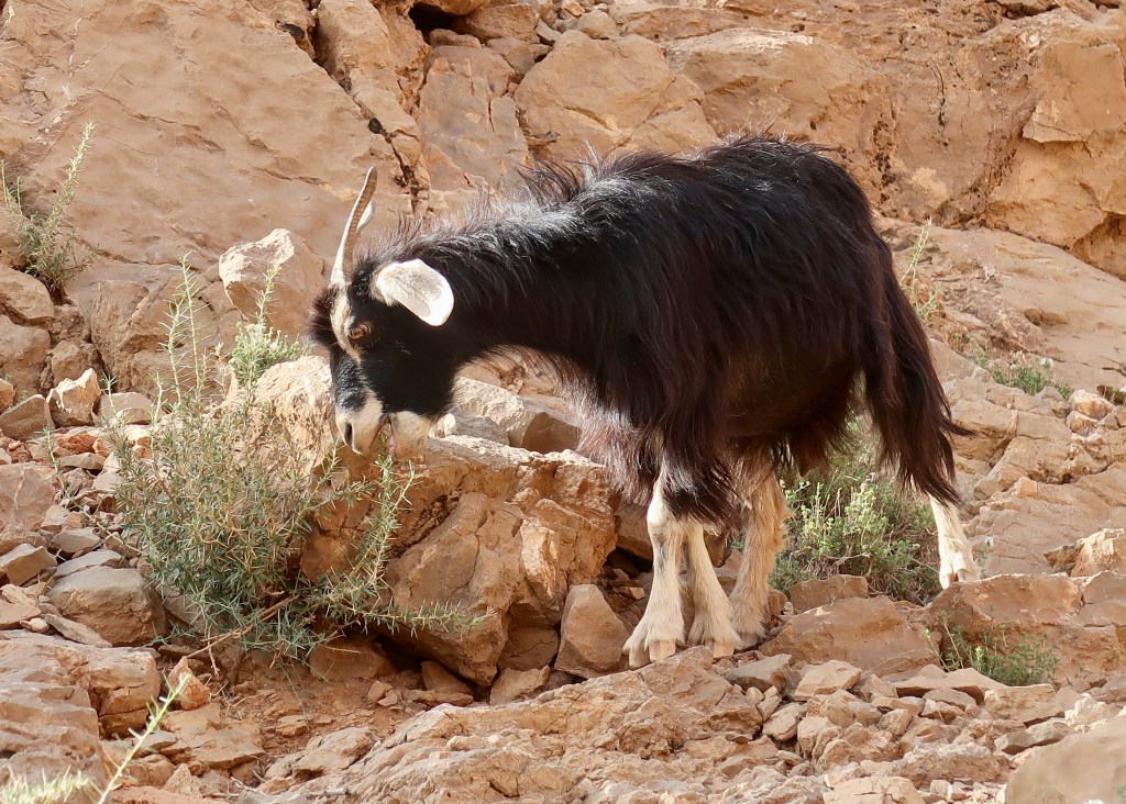 Goat, near Todra Gorge MA