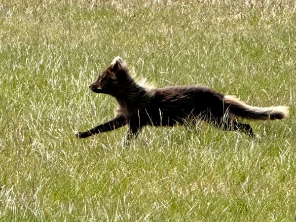 Arctic Fox, Snæfellsnes Peninsula, Iceland