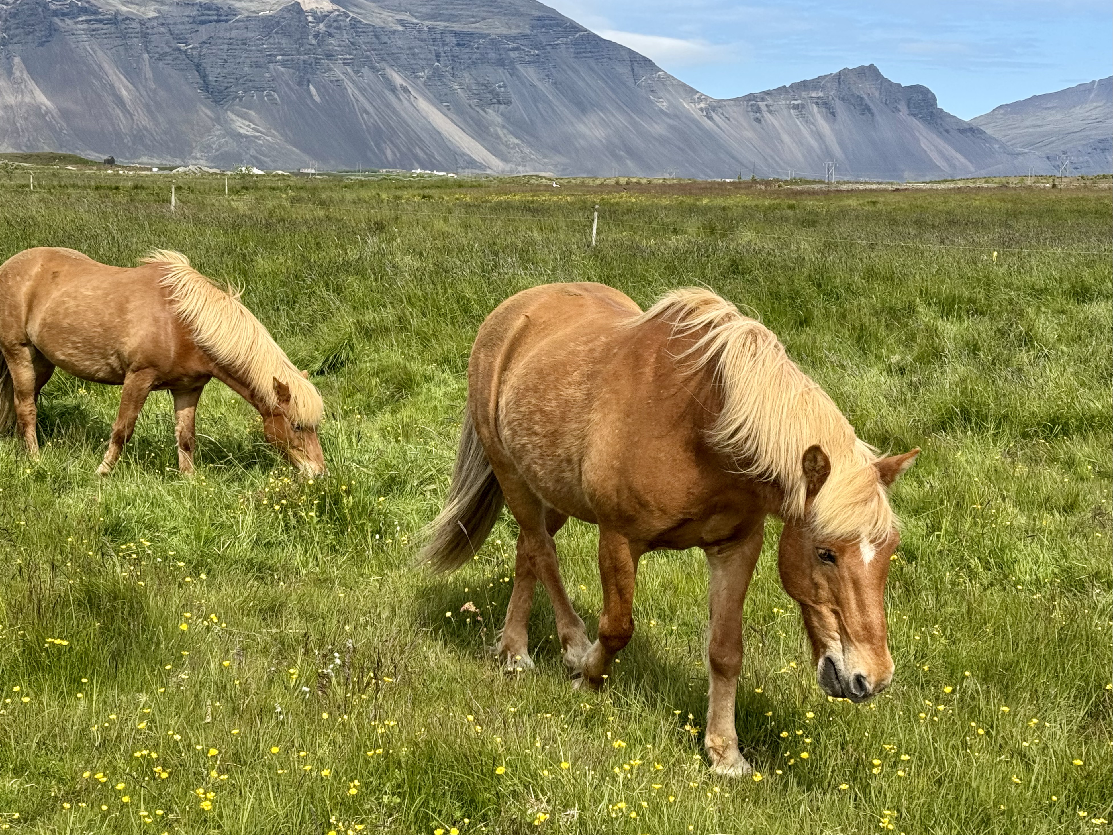 Horses, Iceland